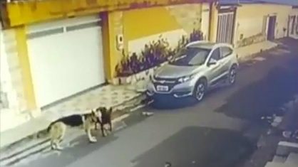 No Instagram, Luisa Mell, uma das principais ativista dos animais, fez um apelo pedindo ajuda para que a suspeita seja encontrada. No Instagram, Luisa Mell, uma das principais ativista dos animais, fez um apelo pedindo ajuda para que a suspeita seja encontrada.